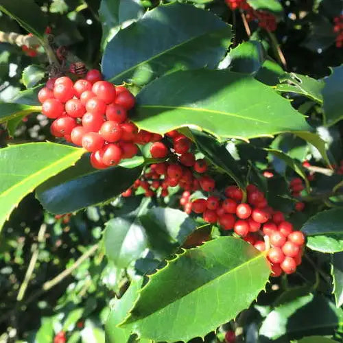 Houx castaneifolia (Ilex aquifolium Castaneifolia)