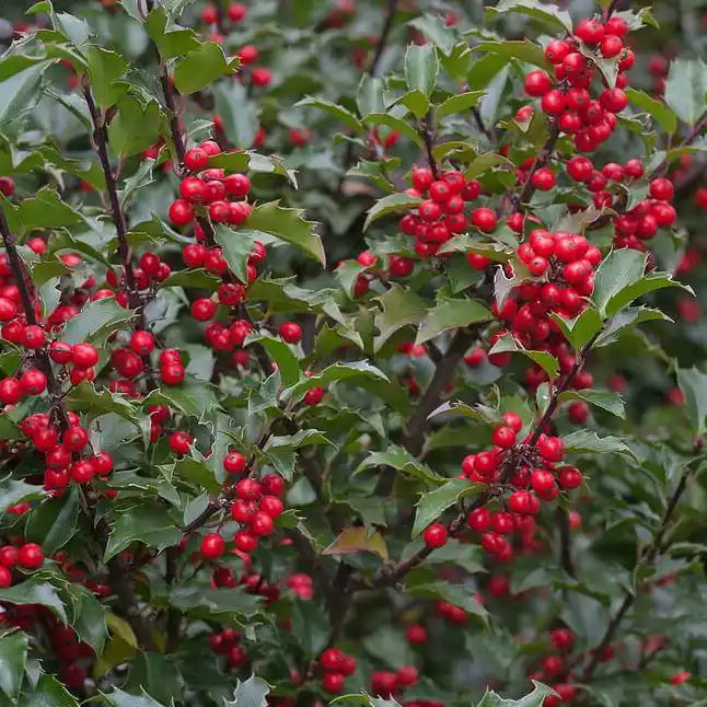 Houx commun (Ilex aquifolium)