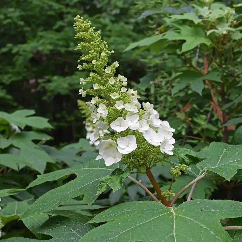 Hortensia (hydrangea) quercifolia Snowflake