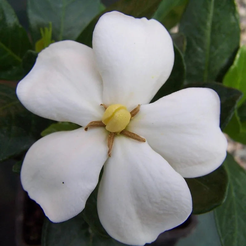 Jasmin du Cap (Gardenia) Kleim's ardy