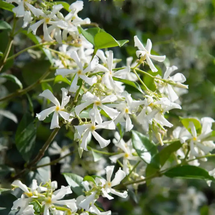 fleurs blanches du jasmin étoilé (jasmonoides)
