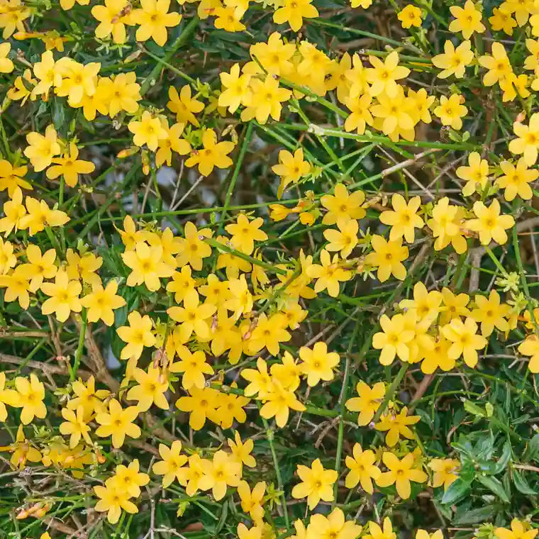 petites fleurs jaunes du jasmin d'hiver (jasminum nudiflorum)