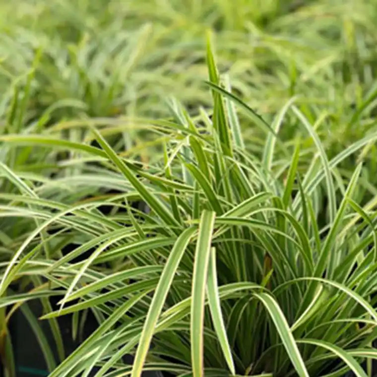 Carex 'Ice Dance'