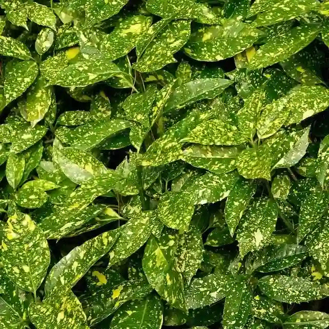 Laurier du Japon (Aucuba Japonica Crotonifolia)