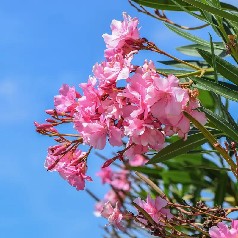 Laurier-rose (Nerium oleander) "Atlas"