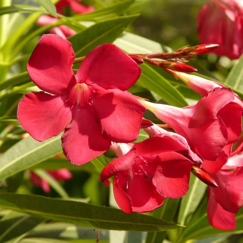 Laurier-rose (Nerium oleander) "Petite Red"