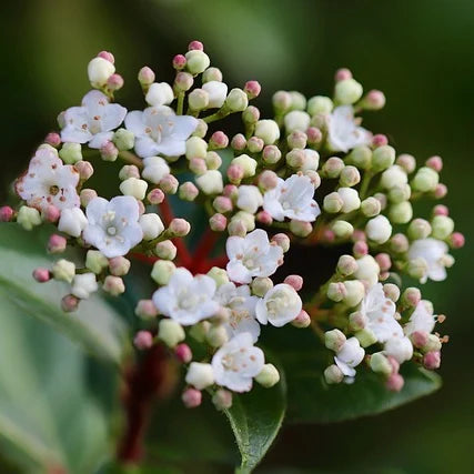Laurier tin (Viburnum tinus) french white