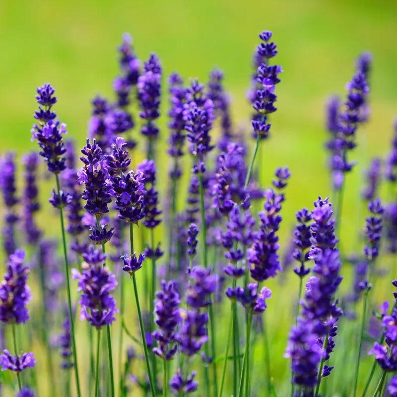 Lavande Ardeche Blue et ses fleurs bleues