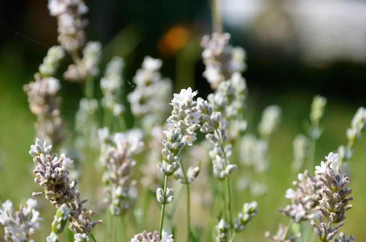 Fleur blanche de lavande
