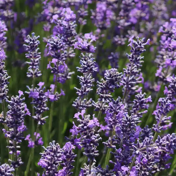 Lavandin (Lavandula intermedia Grosso)