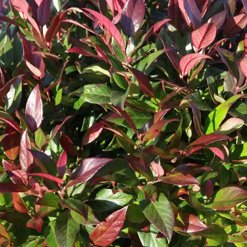 Leucothoe scarletta