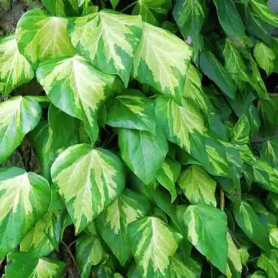 Feuilles de lierre 'Sulphur Heart'
