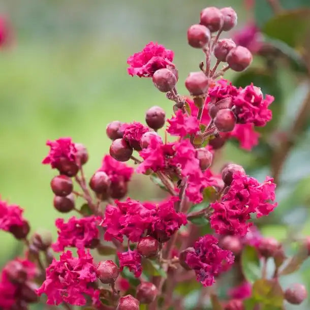 Lilas des Indes Braise d'été (Lagerstroemia indica Braise d'été)