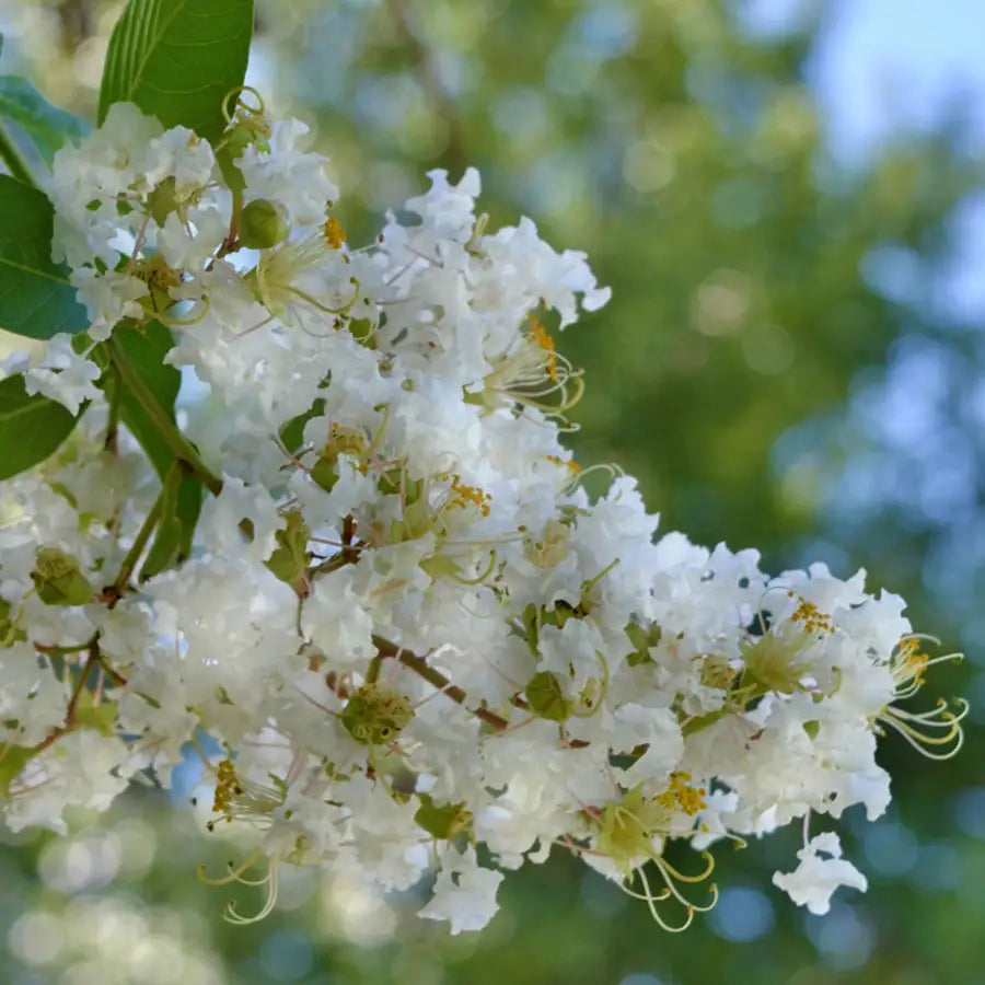 Lilas des Indes blanc (Lagerstroemia indica Neige d'été)