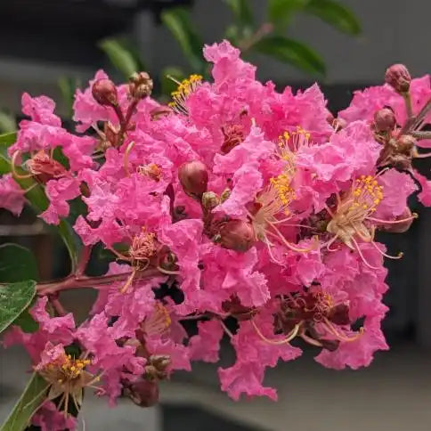 Lilas des Indes rose (Lagerstroemia indica Rose Indien)