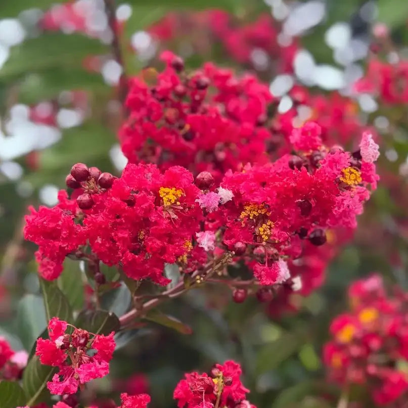 Lilas des Indes violet (Lagerstroemia indica Violet d'été)