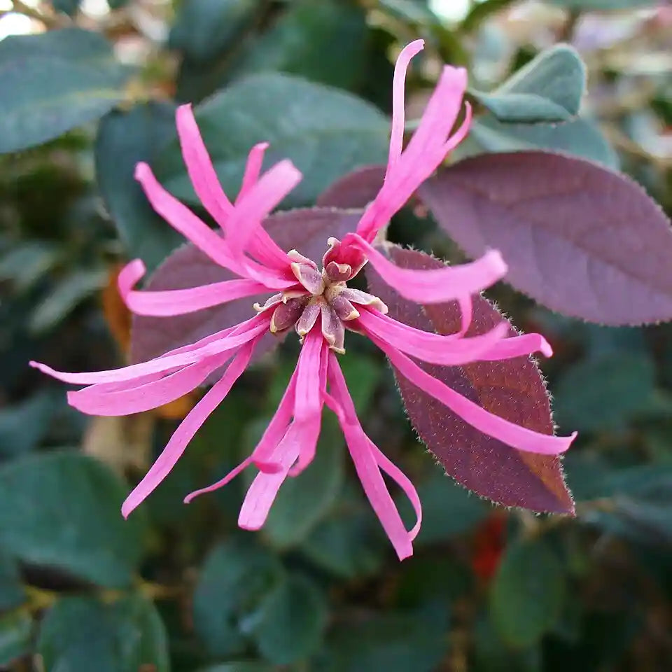 Fleur de loropétale