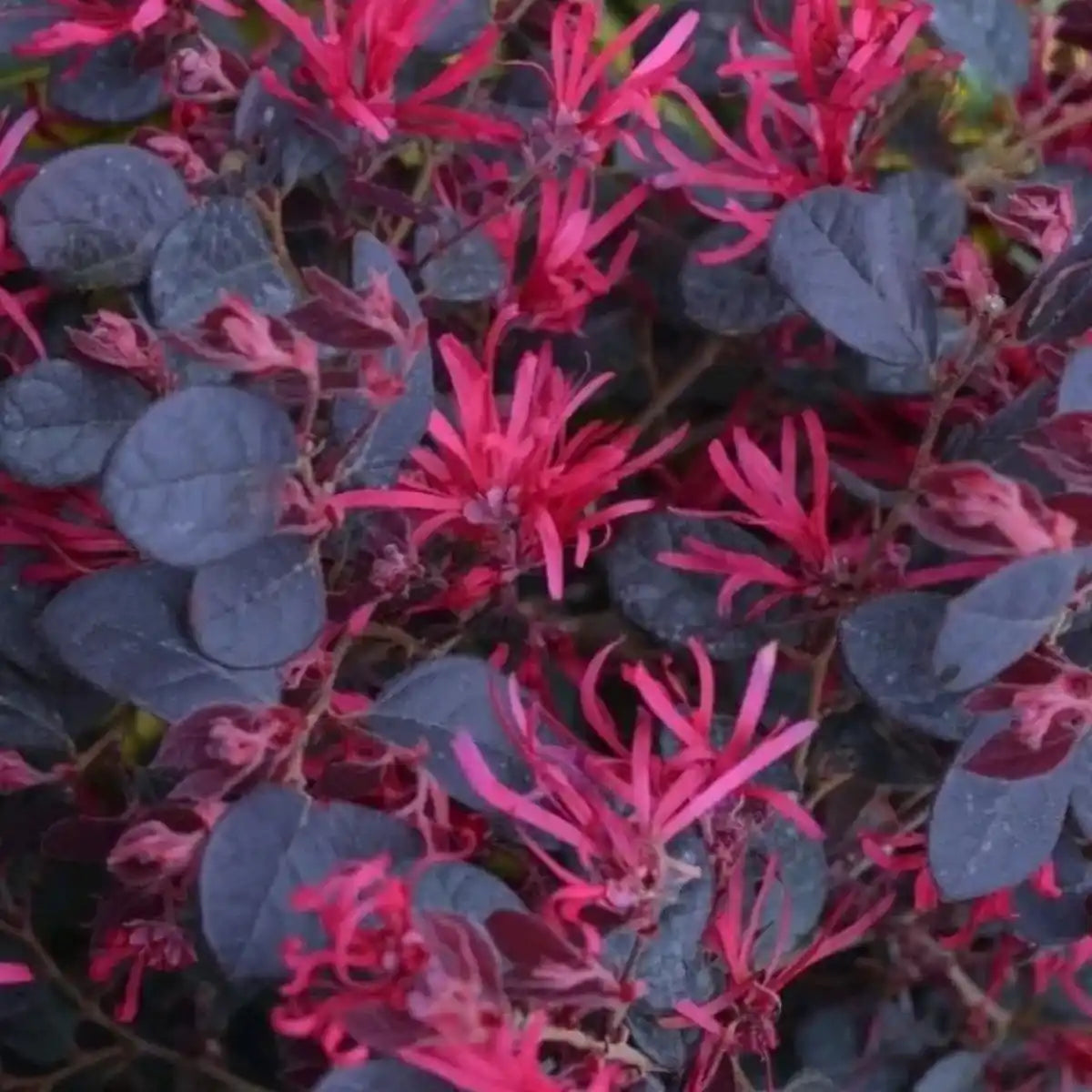 Loropétale de Chine 'Black Pearl' (Loropetalum chinense 'Black Pearl')