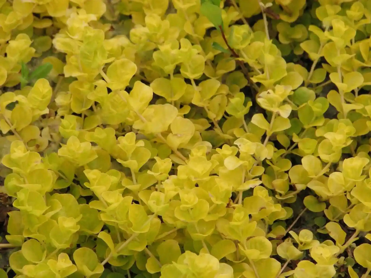 Feuille jaunes de la lysimaque (lysimachia nummularia) Aurea