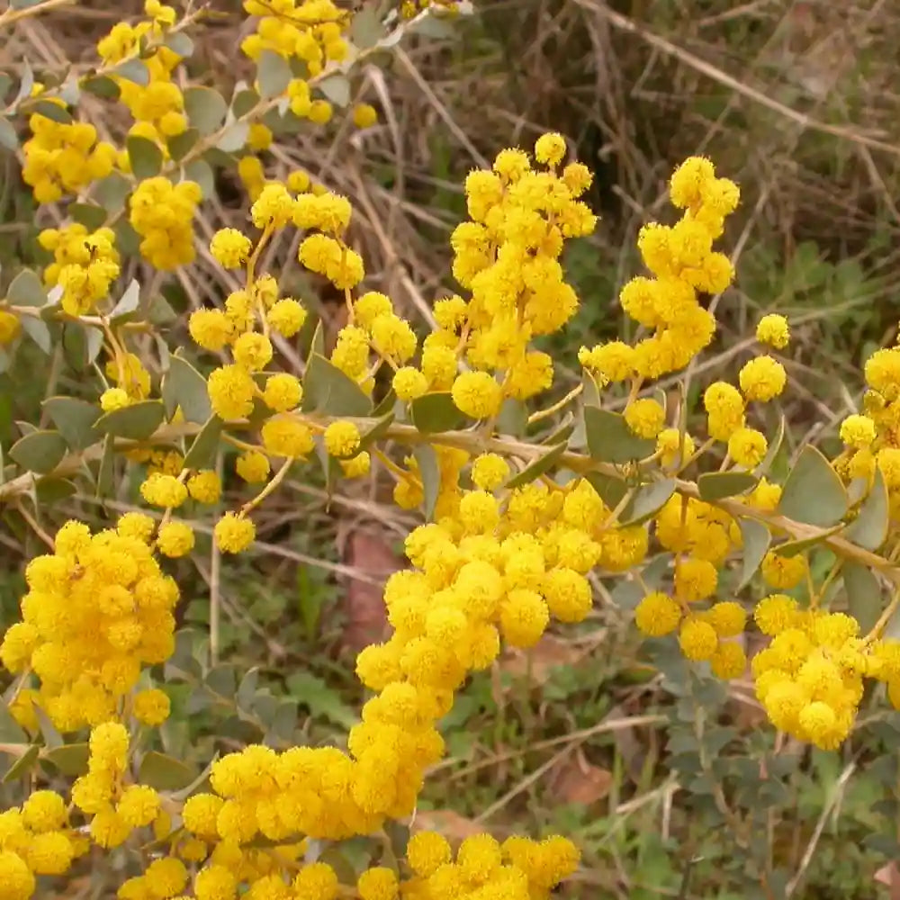 Mimosa à feuilles triangulaires (Acacia Pravissima)