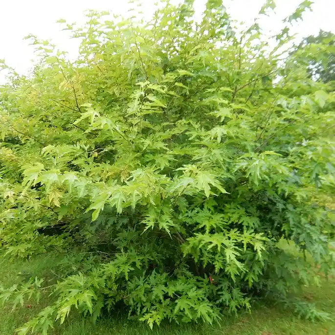 Mûrier à feuilles de platane