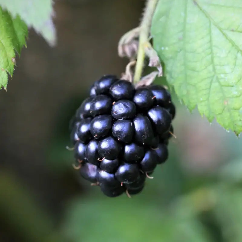 mûre sans épines "Black Satin"