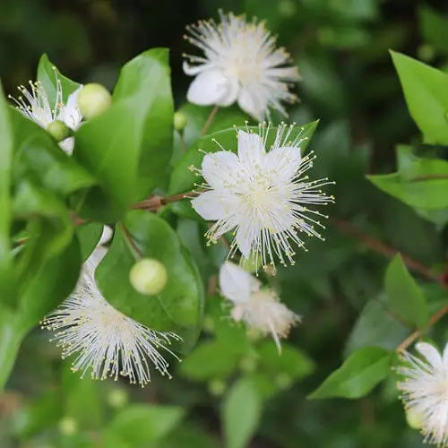 Myrte commune (Myrtus communis)