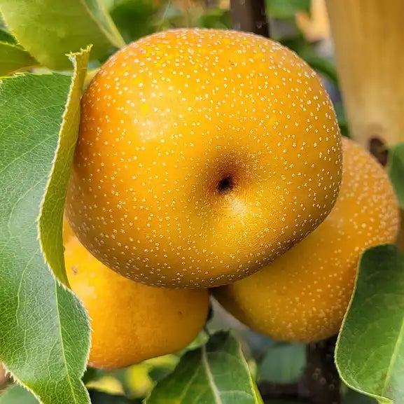 Nashi Hosui (pomme poire Hosui)