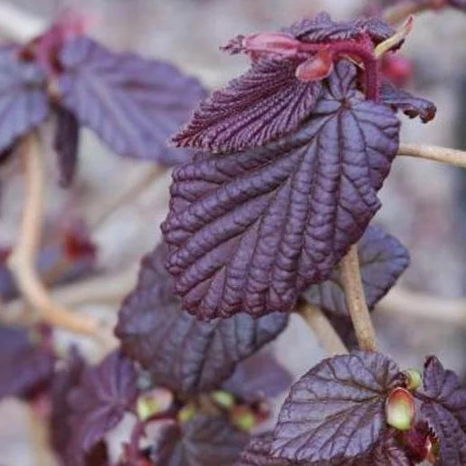Noisetier pourpre tortueux ‘Red Majestic®’ (Corylus avellana ‘Red Majestic®’)