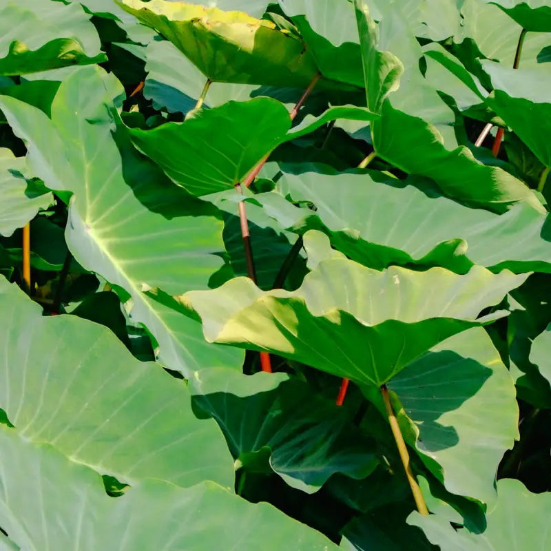 Oreille d'éléphant (Colocasia) Pink China
