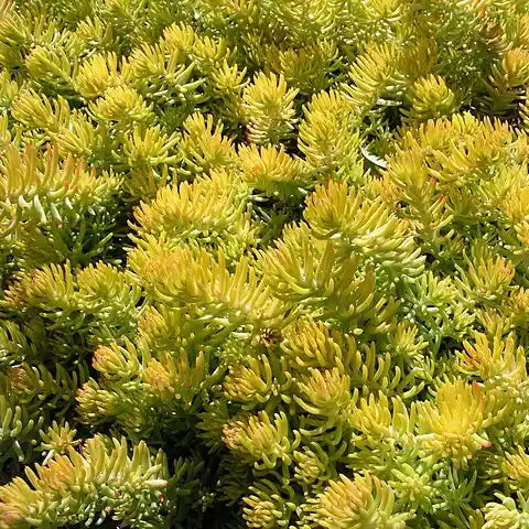 Sedum 'Angelina'
