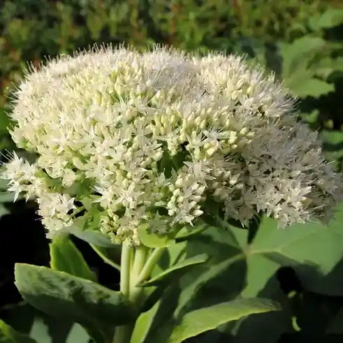 Fleur blanche d'un orpin (sedum) Iceberg