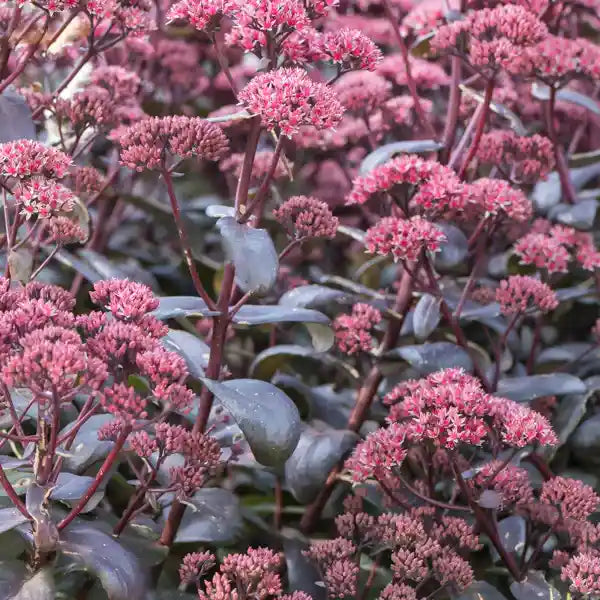 Fleurs roses et feuillage foncé de l'orpin (sedum) 'Purple Emperor'