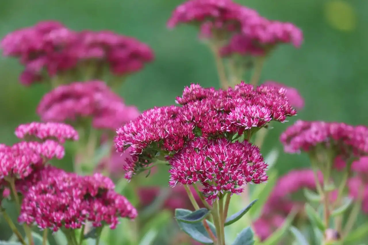 Fleurs rouges d'orpin "Brilliant"