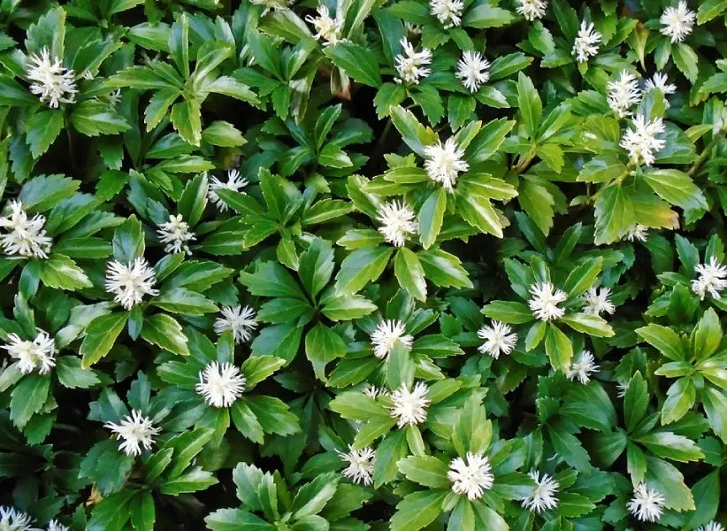 Pachysandra terminalis
