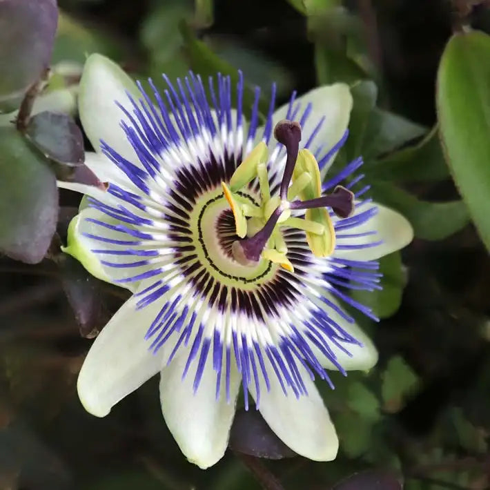 fleur bleue et blanche du passifleur (passiflora caerulea)