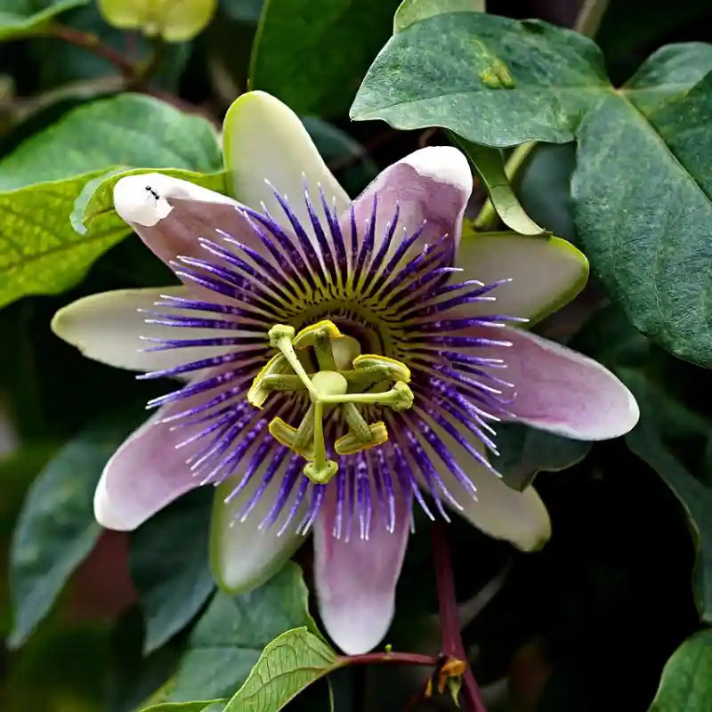 Fleur violette de la passiflore 'Purple Haze'