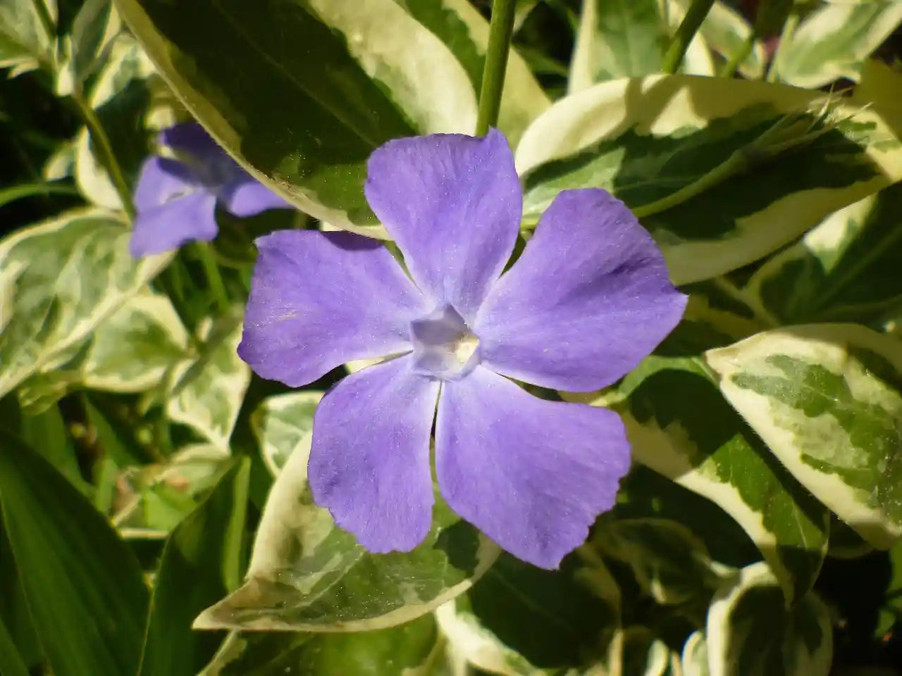 Fleur mauve bleu de la pervenche (Vinca major) Variegata