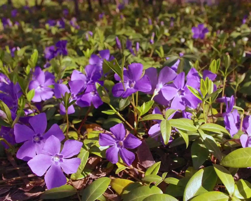 Fleurs mauves de la pervenche minor Atropurpurea