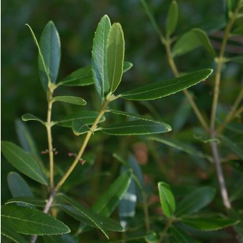 Filaire à feuilles étroites (Phillyrea angustifolia)