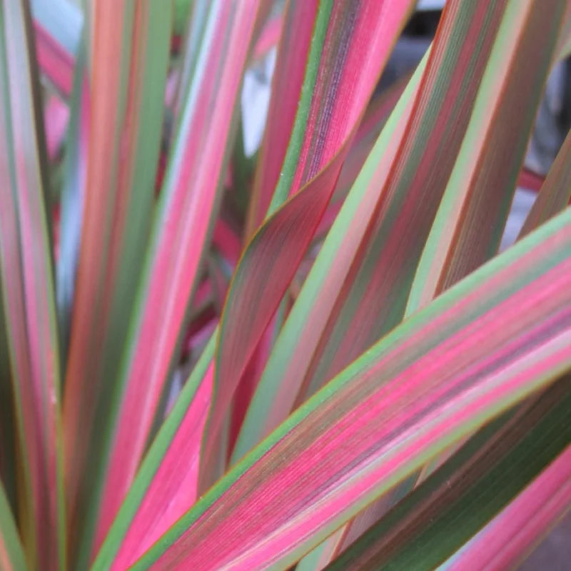 Phormium Jester