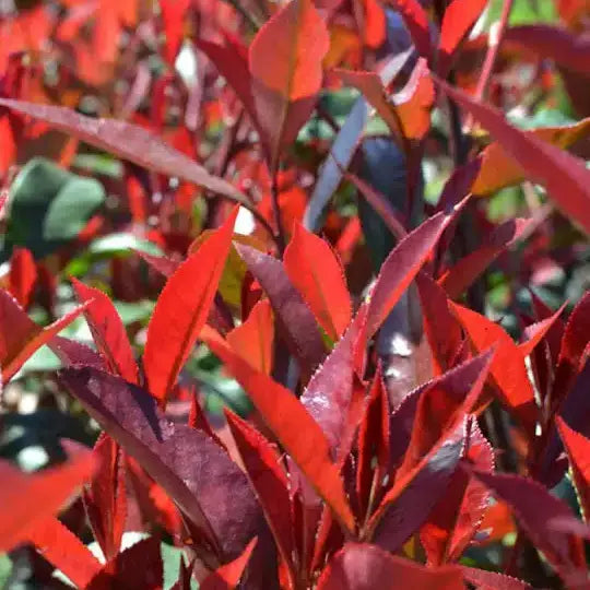 Photinia Carre rouge