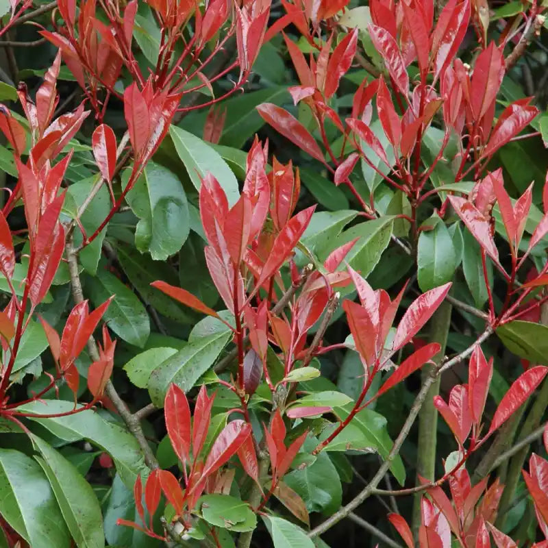 Photinia fraseri Little Red Robin