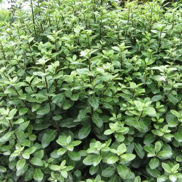 Pittosporum tenuifolium Golf Ball