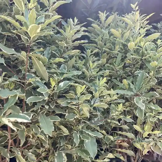 Pittosporum 'Variegatum' (Pittosporum tenuifolium 'Variegatum')