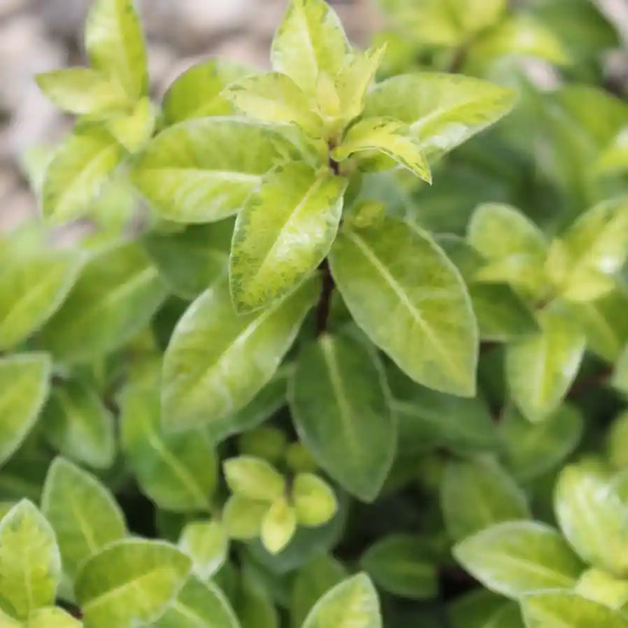 Pittosporum tenuifolium