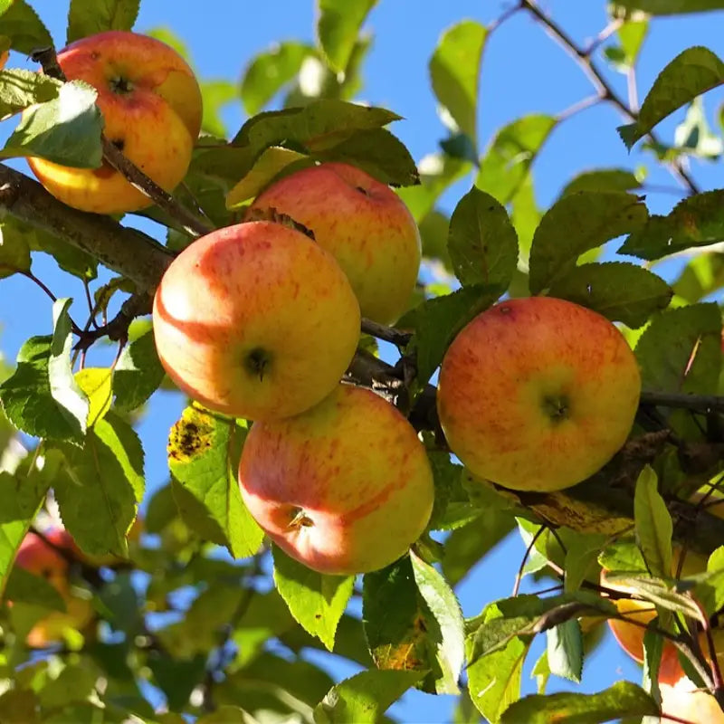 pommier belle de boskoop