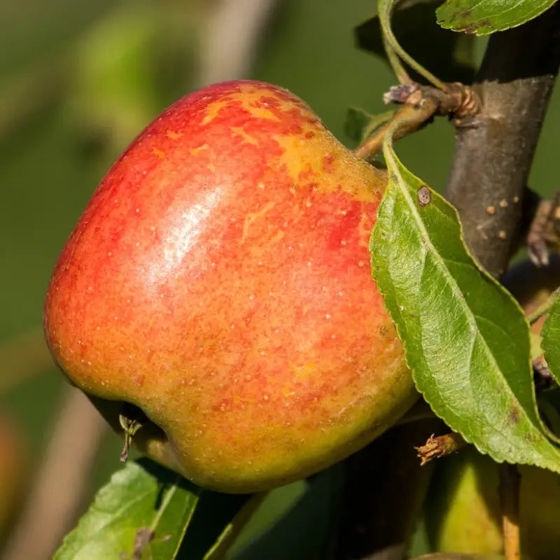fruit du pommier grand mère