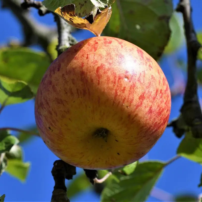 pomme reine des reinettes à maturité