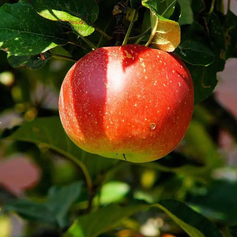 pomme reinette caux